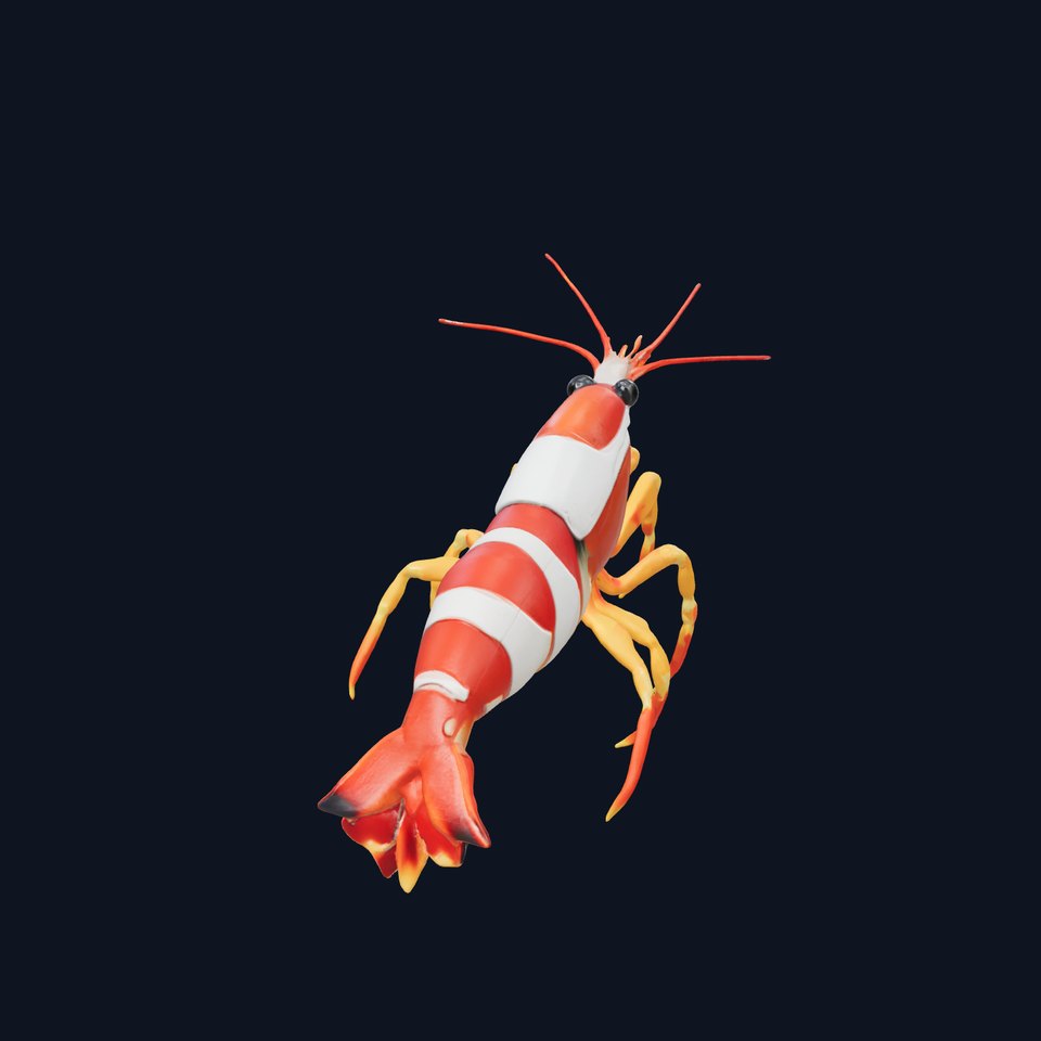 Harlequin Shrimp Vibrant Aquatic Model Pack